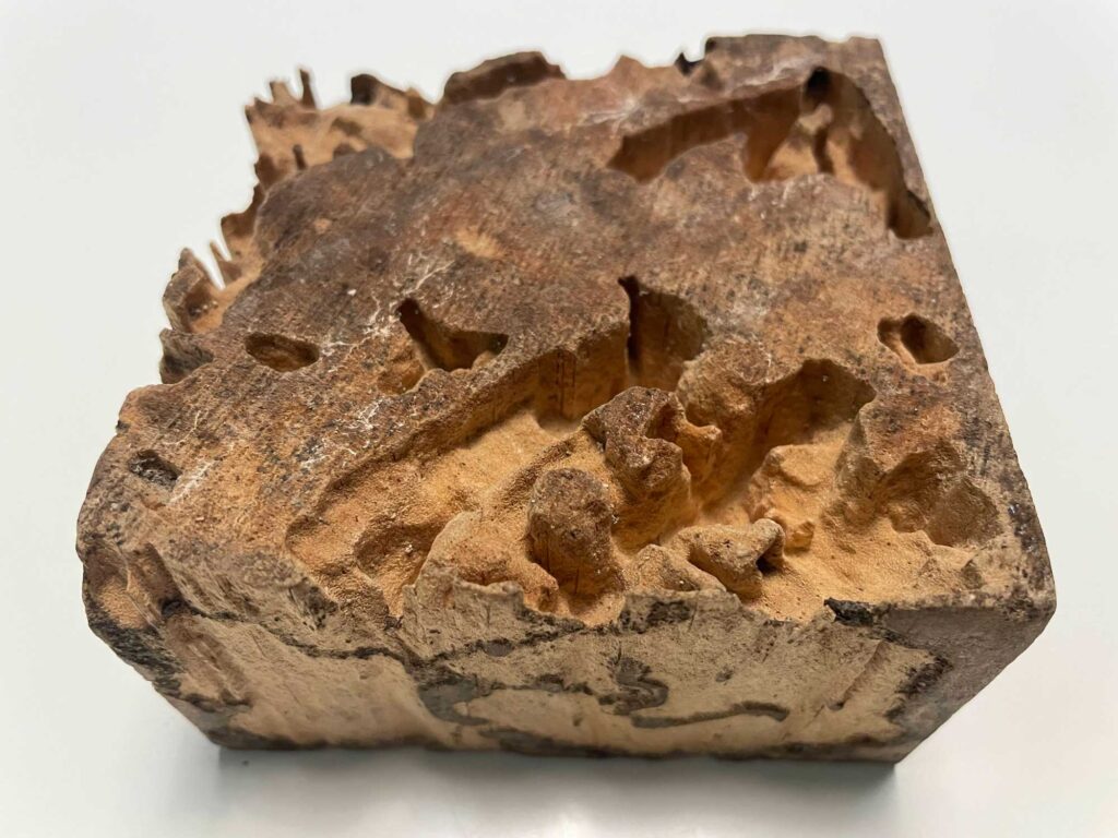 A radiata pine wood block, partially eaten by termites from Far North Queensland, Australia. Image credit: Rhiannon Dalrymple