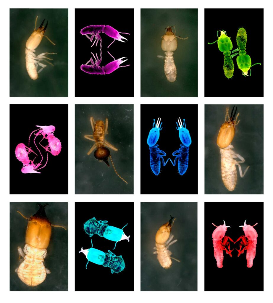 Wood-feeding termites from Far North Queensland, Australia. Original photos by Rebecca Clement. Artwork by Donna Davis