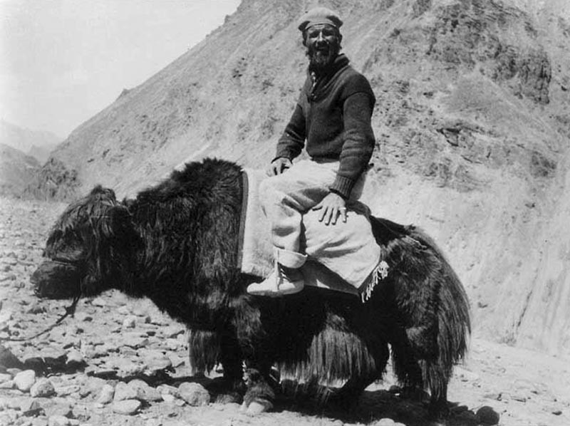 Walter Koelz riding a yak. (Credit: Walter Koelz Collection, Bentley Historical Library)