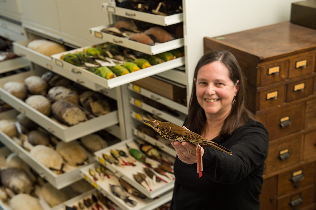 Janet Hinshaw, manager of the bird collection at U-M’s Museum of Zoology, holds the specimen used to identify the new species — the Himalayan forest thrush. (Credit: Austin Thomason – Michigan Photography)