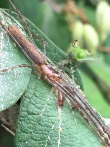 Spider on a leaf