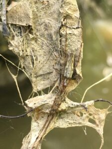 Spider in camouflage
