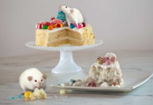 White rats eating pastries. Image credit: Monica Dus lab