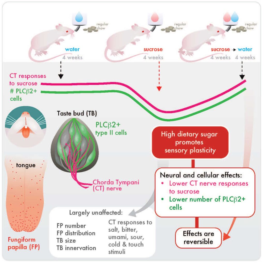 SungVesela visual abstract. Image credit: Monica Dus lab