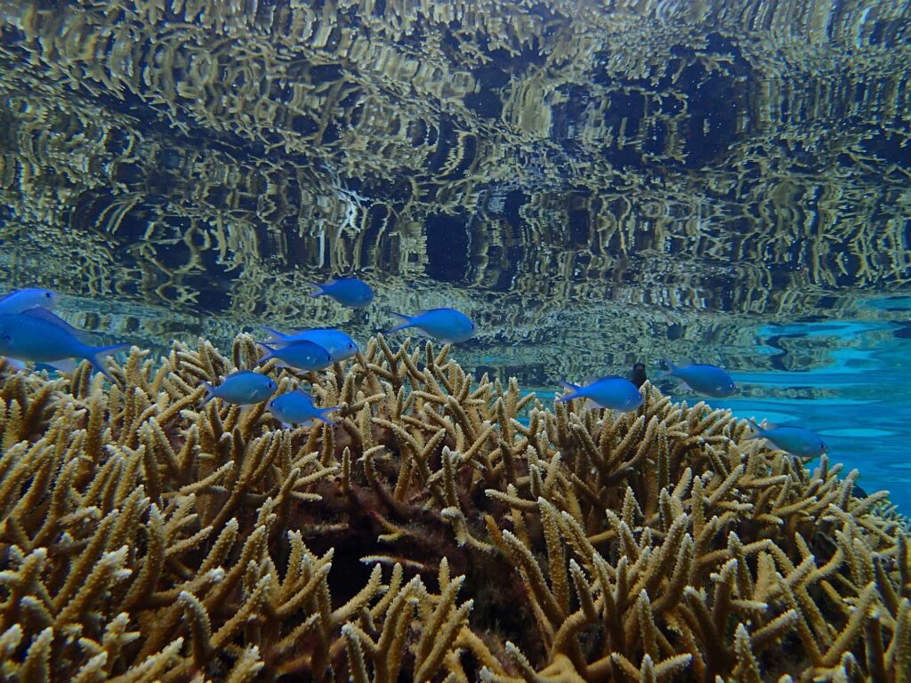Bright blue Chromis fish on acropora coral at a back reef on the French Polynesian island of Mo'orea. Image credit: Kelly Speare