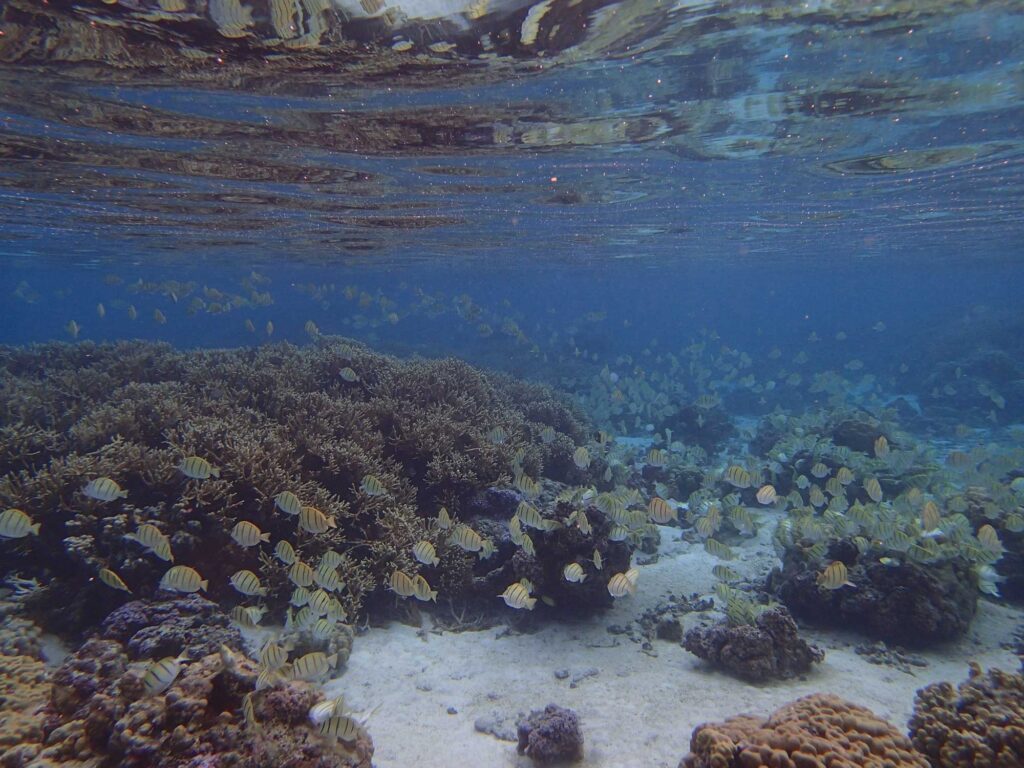 School of striped convict tangs on a relatively healthy backreef on the French Polynesian island of Mo'orea. Image credit: Kelly Speare