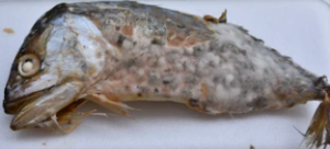 Codfish or something quite disgusting
