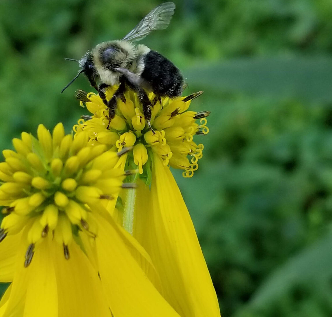 An eastern bumblebee on a wingstem flower. European honeybees and eastern bumblebees showed the highest levels of three common viral pathogens in the study. (Photo by Michelle Fearon)