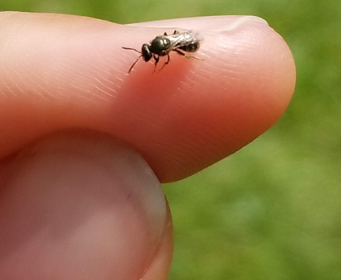 A sweat bee on a fingertip. Several sweat bee species (genus Lasioglossum) were part of a U-M analysis of biodiversity's effects on the spread of viral pathogens. (Photo by Michelle Fearon)