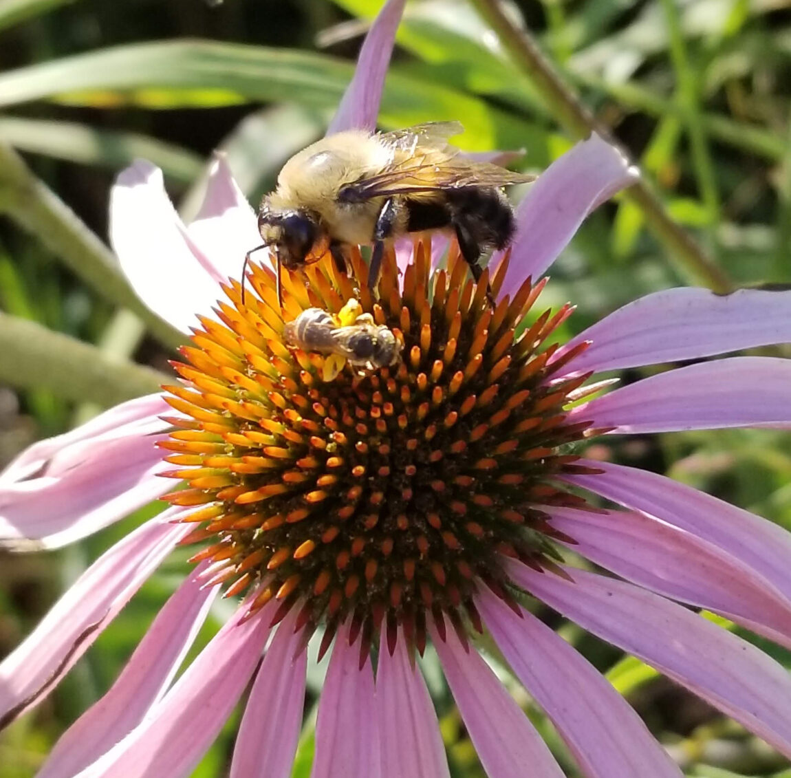 A male eastern bumblebee (Bombus impatiens) and a sweat bee on a cone flower. Bumblebees and sweat bees were part of a U-M study showing that the most diverse bee communities have the lowest levels of three common viral pathogens. (Photo by Michelle Fearon)