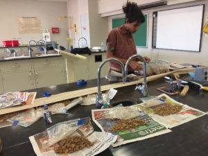 Karina Rodríguez, a student of sustainable agriculture at Universidad de Puerto Rico Utuado, prepares soil samples for analysis. The soil was collected from one of the coffee farms U-M professors Ivette Perfecto and John Vandermeer are studying on the island.