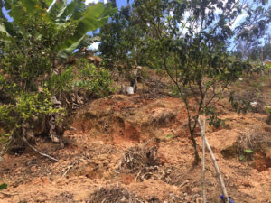 Don Julio, a 75-year-old farmer, clears debris and weeds to restart his farm, where he grew coffee, oranges, pineapples and plantain before the crops were wiped out by Hurricane Maria. He fears he might not be able to keep up with the farm, as agricultural labor is in short supply. Photo Credit: Nardy Baeza Bickel.