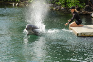 A dolphin taking a breath during a prescribed swimming task. A Dolphin Quest marine mammal specialist is shown working with the animal during the task. Image credit: Alex Shorter, University of Michigan