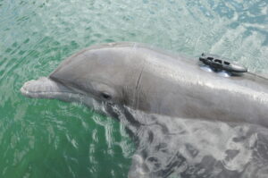 A dolphin wearing a biologging tag. The tag is attached to the animal using suction cups, and can measure the sounds the animal hears, sound the animal uses to communicate and echolocate, as well as the motion of the animal. Image credit: Alex Shorter, University of Michigan
