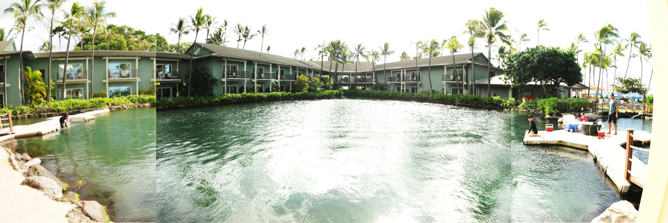 An image of the lagoon at Dolphin Quest Oahu where the animals swam with the biologging tags. Image credit: Alex Shorter, University of Michigan