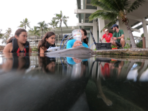 A dolphin at Dolphin Quest Oahu wearing a biologging tag to measure movement. A Dolphin Quest marine mammal specialist is shown holding an instrument used to measure oxygen consumption developed by collaborator Andreas Fahlman (Fundación Oceanografic de la Comunidad Valenciana). Team members from Duke University and Dolphin Quest are monitoring the data collection. Science is integrated into programs used to educate visitors to Dolphin Quest. Image credit: Dolphin Quest Oahu.