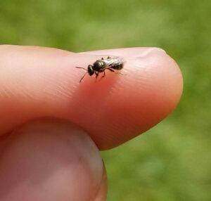 A sweat bee on a fingertip. Several sweat bee species (genus Lasioglossum) were part of a University of Michigan analysis of biodiversity's effects on the spread of viral pathogens. Image credit: Michelle Fearon