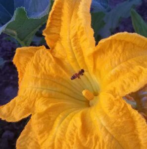 A European honeybee (Apis mellifera) flying to a squash flower. Both managed honeybee colonies and wild native bees pollinate Michigan winter squash flowers. Honeybees were found at all 14 farms included in the University of Michigan study, along with a diverse array of native bees. Image credit: Michelle Fearon