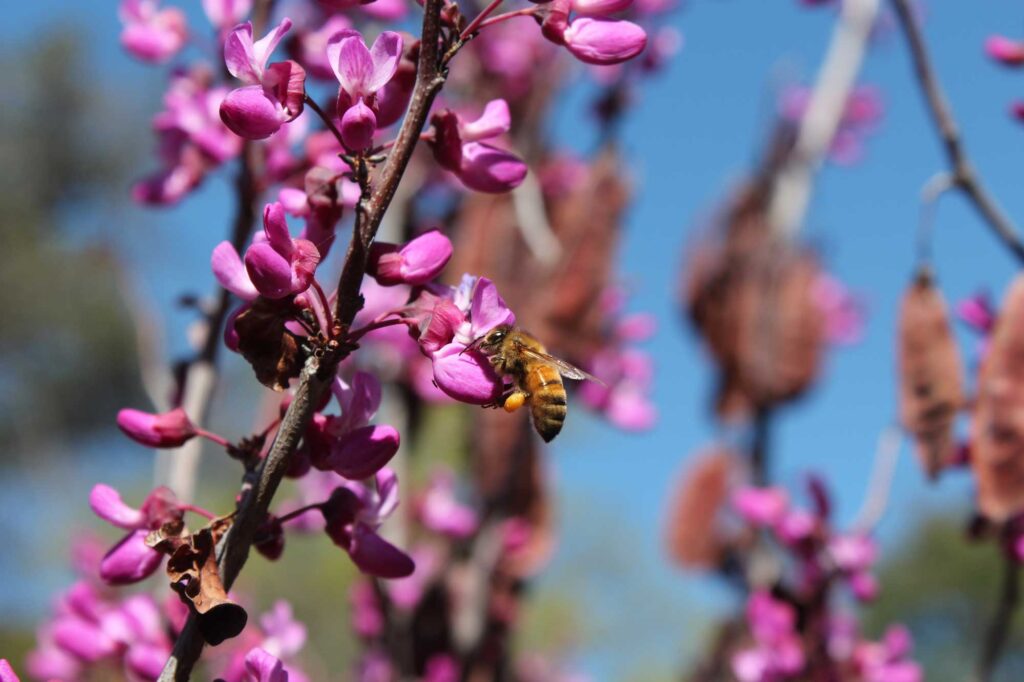 European honeybee on a redbud flower. Honeybees were among the four most consistently abundant types of bees found during the University of Michigan study. Lower levels of three common viral pathogens were strongly linked to greater species richness among local bee communities. Image credit: Michelle Fearon