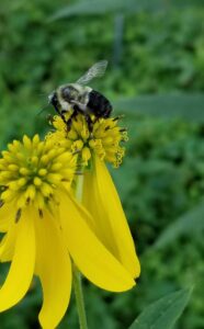 An eastern bumblebee on a wingstem flower. European honeybees and eastern bumblebees showed the highest levels of three common viral pathogens in the University of Michigan study. Image credit: Michelle Fearon