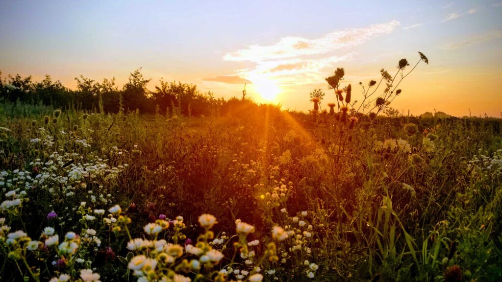 Erwin Orchards squash field at sunrise. Image credit: Michelle Fearon