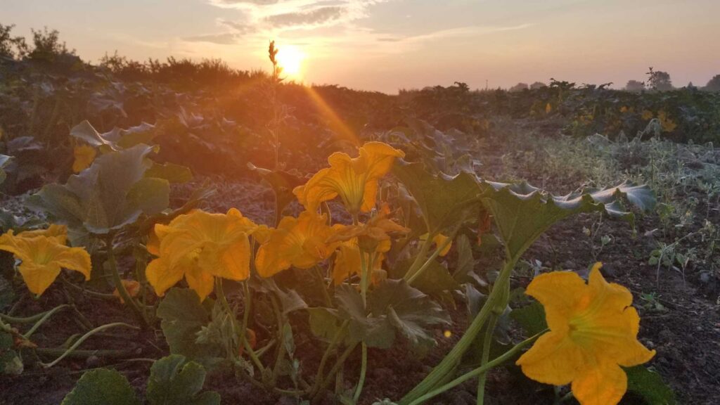 The University of Michigan biodiversity study was conducted at 14 winter squash farms across the state. European honeybees and wild native bees help pollinate the squash flowers. A diverse array of native bees were found in the fields and along the field edges. Image credit: Michelle Fearon