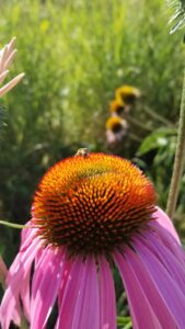 A sweat bee on a cone flower. Sweat bees visit winter squash flowers in Michigan and were part of a University of Michigan analysis of biodiversity's effects on the spread of viral pathogens. Image credit: Michelle Fearon