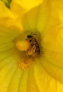 A female squash bee (Eucera pruinosa) covered in squash pollen. University of Michigan researchers collected more than 4,000 bees from 60 species at winter squash farms across the state, where both managed honeybee colonies and wild native bees pollinate the squash flowers. The number of bee species found at each farm ranged from seven to 49. Image credit: Michelle Fearon