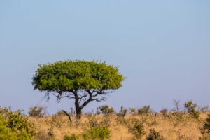 Drought is seriously affecting younger trees in the upper canopy, but younger trees also have a greater ability to recover after a drought. Photo taken in Kruger National Park, South Africa. Image credit: Tsun Fung Au.