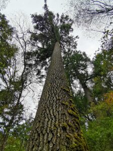 Older trees in the upper forest canopy are more drought tolerant, with less growth reduction. An old spruce tree in Sichuan, China. Image credit: Tsun Fung Au.
