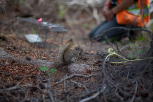 Trying to trap a North American red squirrel in the Yukon, Canada. Image credit: Sarah Westrick