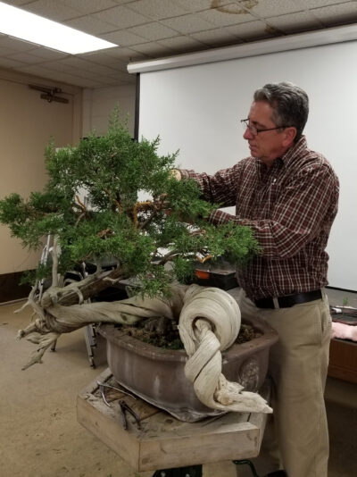 Jack Sustic, the bonsai specialist at the Matthaei Botanical Gardens and Nichols Arboretum, has his own extensive collection of more than 60 bonsai trees in his home. (Photo courtesy of Jack Sustic)