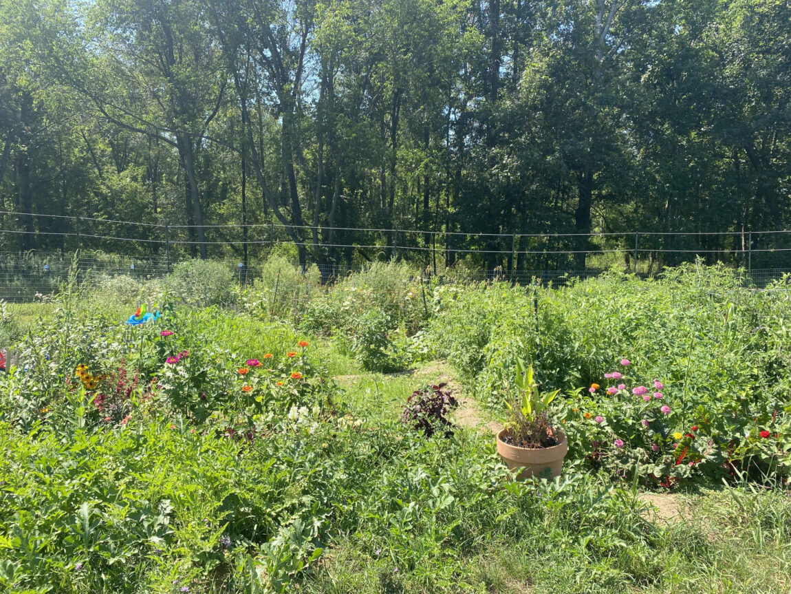 “The Freedom Garden” sits on just more than a half-acre of previously unused space at U-M’s Campus Farm. (Photo courtesy of Matthaei Botanical Gardens and Nichols Arboretum)