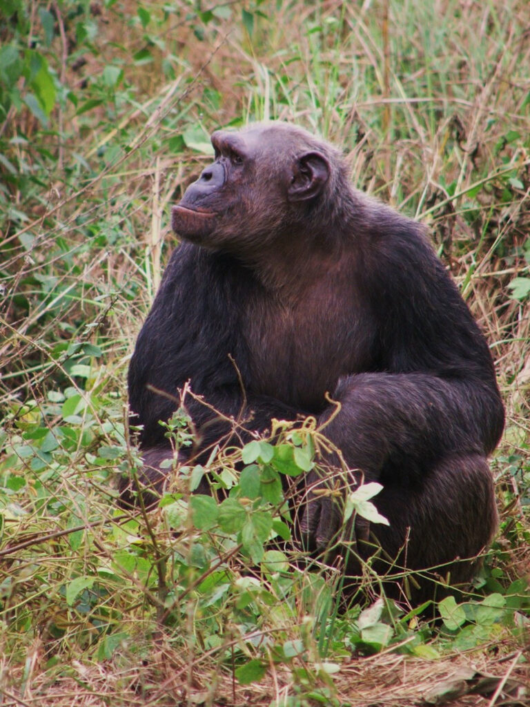 U-M researchers examined 40 chimpanzees in a sanctuary in the Republic of Congo to determine if chimpanzees deal with psychological challenges the way that human teens do. (Courtesy photo)