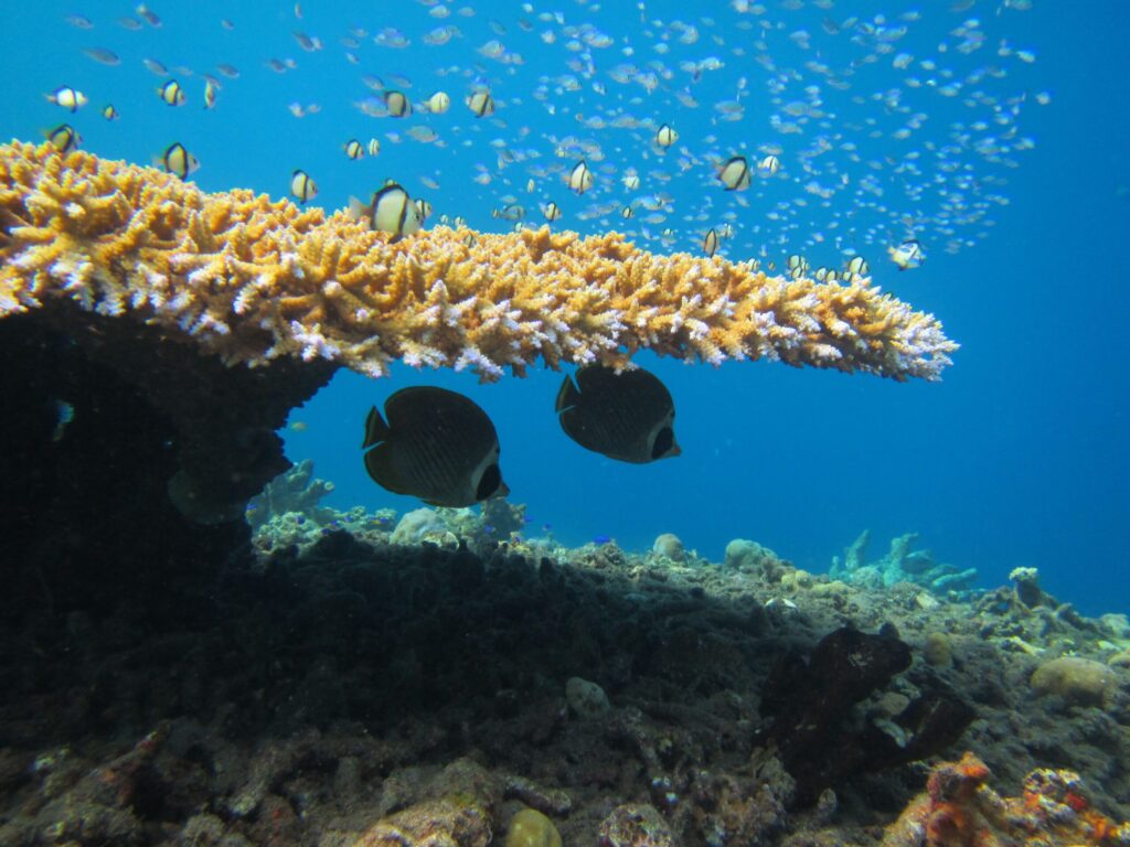 Chaetodon adiergastos. Image credit: Sally A. Keith