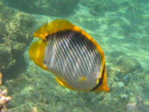 Butterflyfish species Chaetodon melannotus, Luzon, Philippines. Photo credit: Sally A. Keith