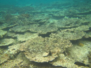 Dead Acropora table corals, Aceh, Indonesia. Photo credit: Sally A. Keith