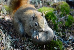 Female North American red squirrel moving one of her pups from one nest to another in the Yukon, Canada. Image credit: Erin Siracusa