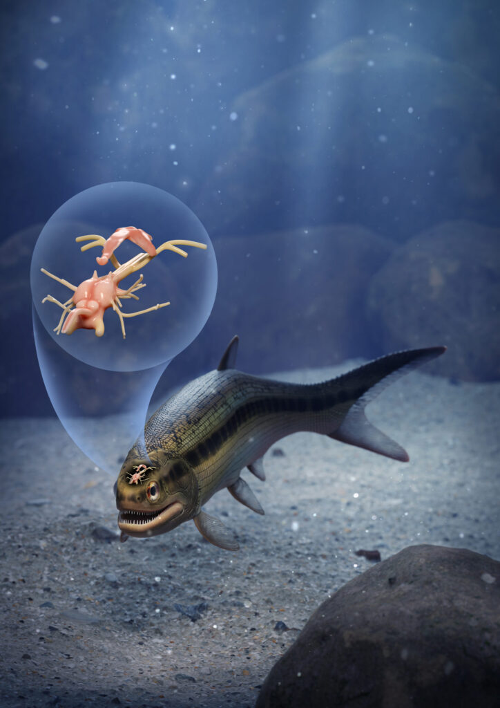 Artist's interpretation of a remarkable 319-million-year-old fish that preserves the earliest fossilized brain of a backboned animal. CT images of the brain are helping to unravel the sequence of neural evolution in one of today’s most diverse vertebrate lineages. The fish, Coccocephalus wildi, would have been 6 to 8 inches long and likely fed on small crustaceans and aquatic insects. Image credit: Márcio L. Castro.