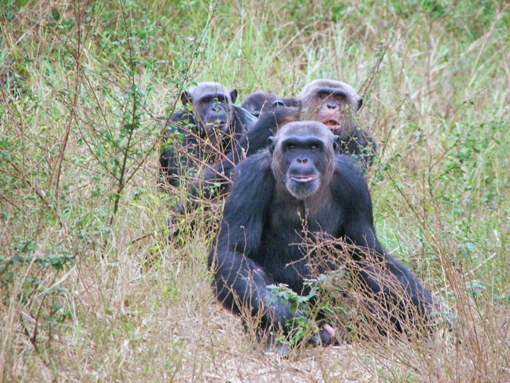 Young chimpanzees in a sanctuary in the Republic of Congo. Image credit: Alexandra Rosati
