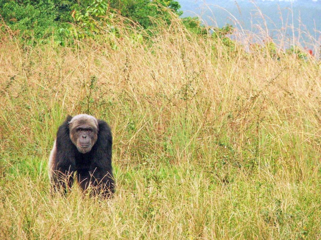 An older chimpanzee in a sanctuary in the Republic of Congo. Image credit: Alexandra Rosati