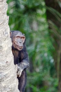 An chimpanzee in a sanctuary in the Republic of Congo. Image credit: Alexandra Rosati