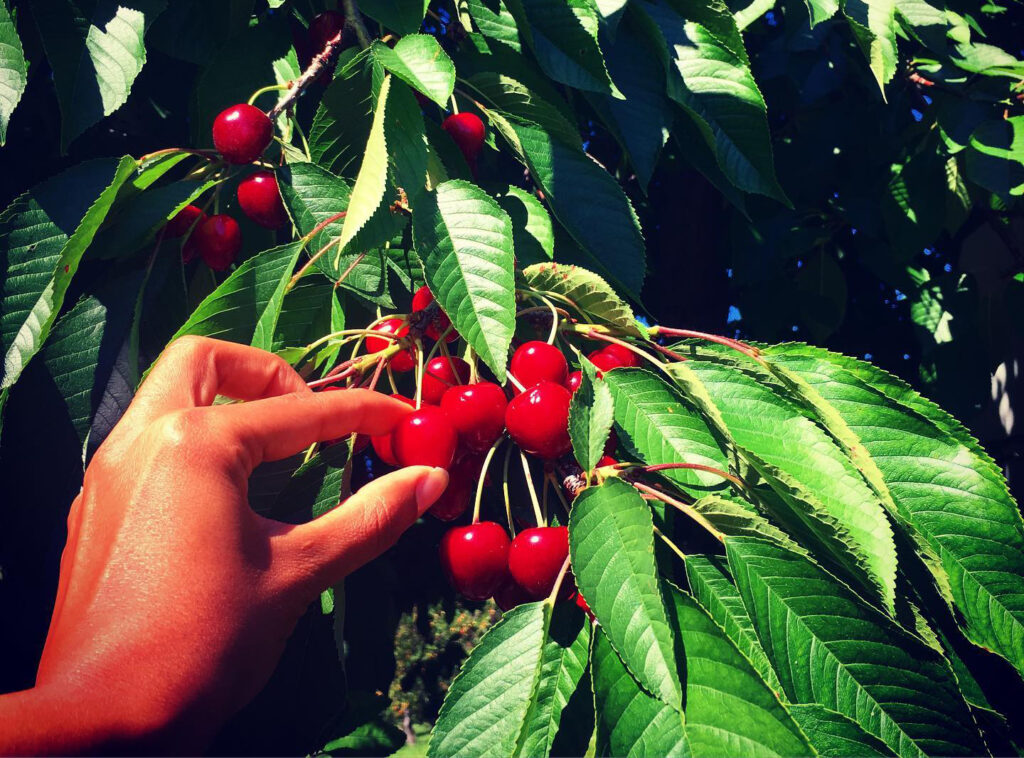 The farm has a cherry orchard and apple trees, and it recently opened a “U-pick” cherry orchard. (Photo courtesy of Attia Qureshi)