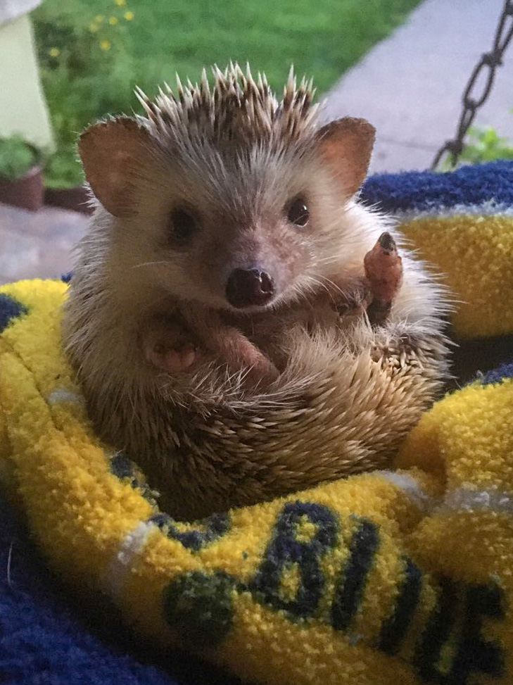 Icarus was the second hedgehog adopted by Kelly Jones and her partner. (Photo courtesy of Kelly Jones)