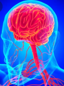 Graphic of a transparent, blue skull with a red brain inside.