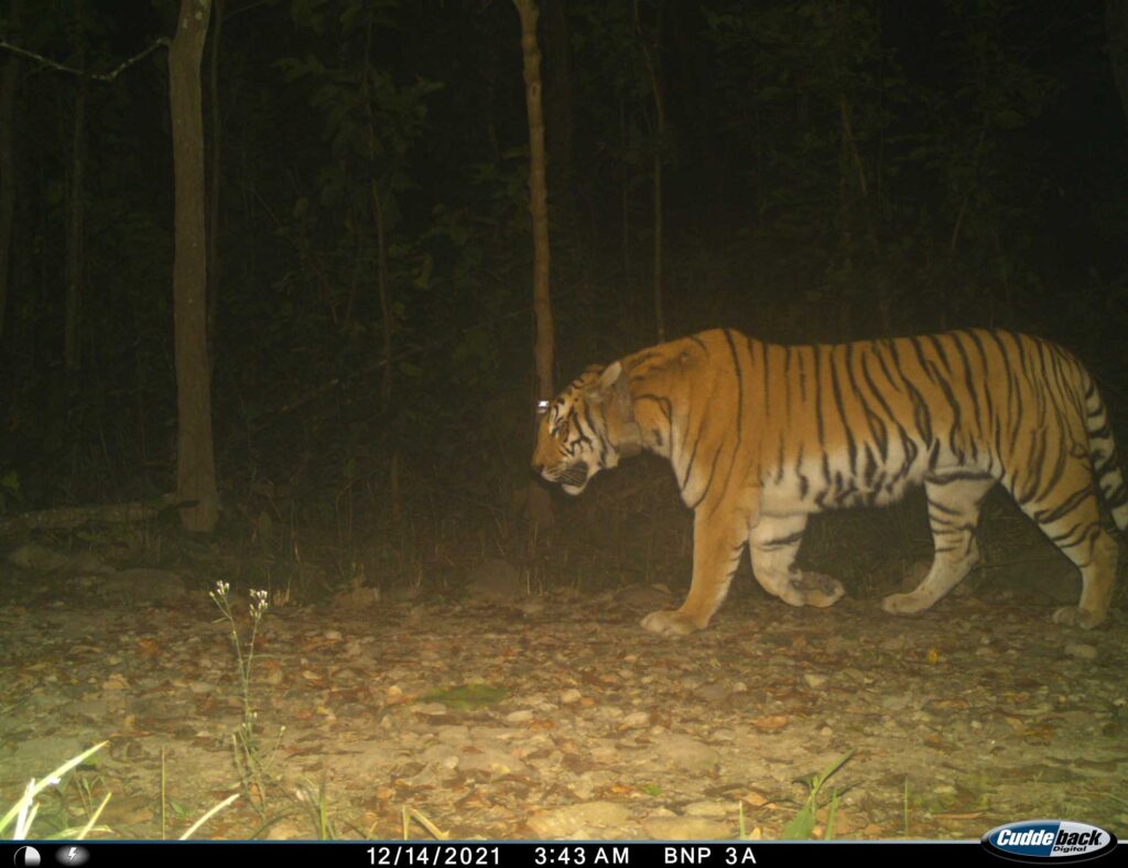 The GPS-collared female tiger in Nepal's Bardia National Park in December 2021. The female tiger was less affected by the highway than the male, though she did cross more easily during a nationwide COVID-19 lockdown. Image credit: National Trust for Nature Conservation