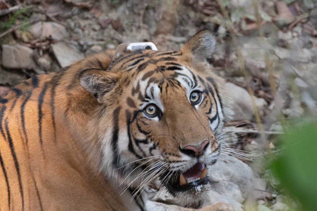 The GPS-collared male tiger in Nepal's Parsa National Park in 2021. During a nationwide COVID-19 lockdown, the male tiger more than tripled the size of its home range and crossed the nearby East-West Highway more frequently than in the pre-lockdown period. Image credit: Neil Carter