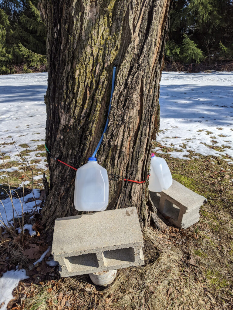 Theresa Marsik's engineering background helped lead to this set-up for tapping the tree and collecting the sap. (Photo courtesy of Frank Marsik)