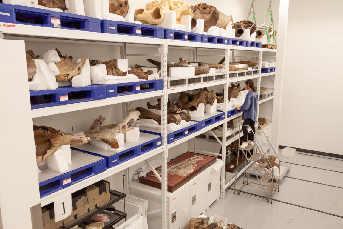 The Museum of Paleontology includes roughly 4 million fossil specimens, from giant remains of large animals like mammoths and mastodons to tiny microfossils. Collectively, these fossils represent an internationally significant resource for understanding the history of life on earth, including the response of species and ecosystems to times of environmental change. (Photo courtesy of U-M Museum of Paleontology)