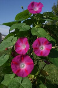 Morning glories growing outside at the University of Michigan’s Matthaei Botanical Gardens. Image credit: Malia Santos
